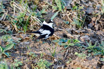 Collared Flycatcher (Ficedula albicollis)