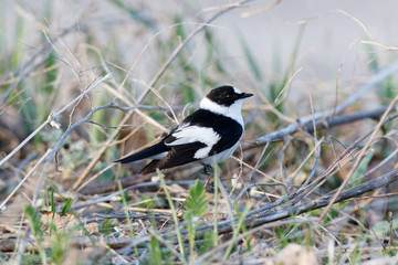 Collared Flycatcher (Ficedula albicollis)