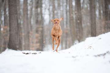 Running hungarian vizsla pointer dog on snow