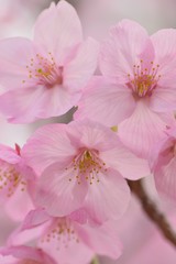 Macro texture of Japanese Pink Cherry Blossoms in vertical frame