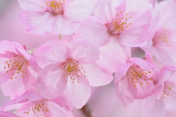 Obrazy na Szkle  Makro-tekstura japońskich różowych kwiatów wiśni w poziomej ramce