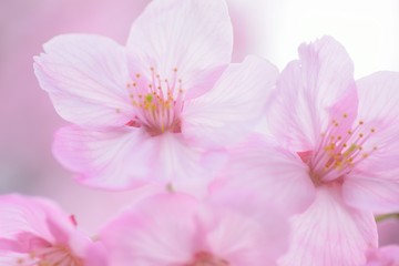 Fototapeta na wymiar Macro texture of Japanese Pink Cherry Blossoms in horizontal frame