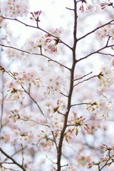 Macro details of Japanese White Yoshino Cherry Blossoms in vertical frame