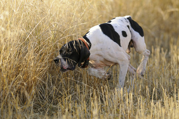 Pointer follow the quail scent