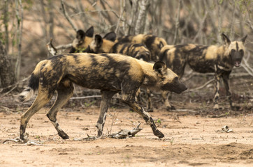 Lycaon, Lycaon pictus, Afrique du Sud
