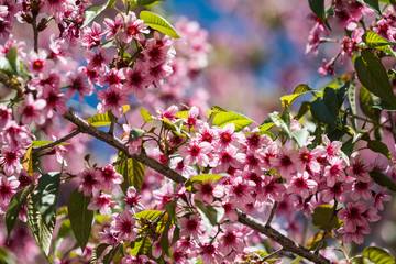 sakura Thailand