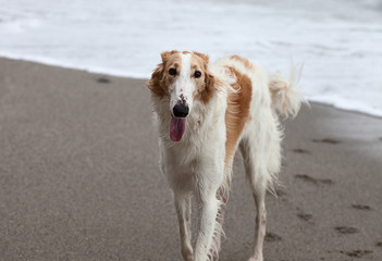 Beautiful white and brown Borzoi portrait on the beach