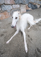 Beautiful white Borzoi portrait resting on the beach