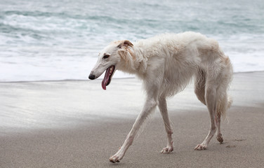 Beautiful white Borzoi portrait walking near water's edge