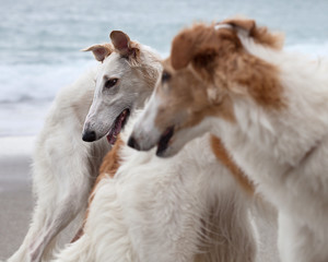 Fototapeta premium Borzoi dogs portrait on the beach, looking aside