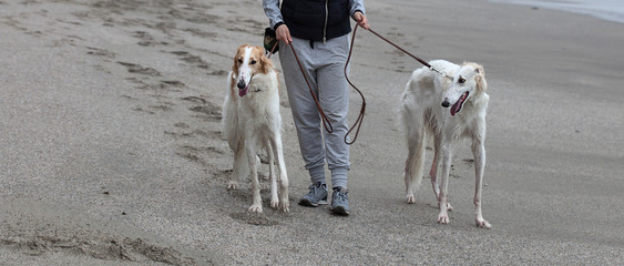 Dog owner leading two Borzoi on the beach