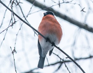 Red-haired bullfinch on a branch