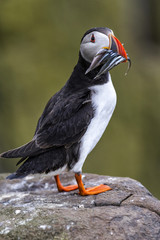 Puffin with his beak full of sand-eels on the Farne Islands in the noth-east of England, United Kingdom