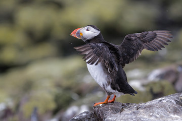 Puffin ready for take off on the Farne Islands in the noth-east of England, United Kingdom