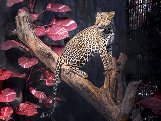 Male leopard on a tree branch in the natural environment of the zoo.