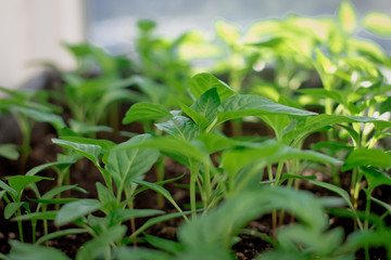 seedlings of pepper