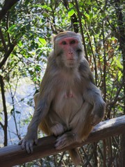 Sitting Monkey Macaque China, Asia