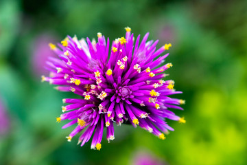 top view Gomphrena globosa 'Fireworks' flower