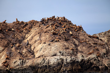 17-Mile Drive in California State Route 1, USA 