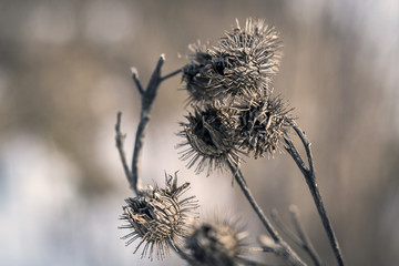 dry heads of thistle peeking out of the icy snow in the winter