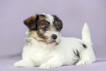 Cachorro de Jack Russell Terrier