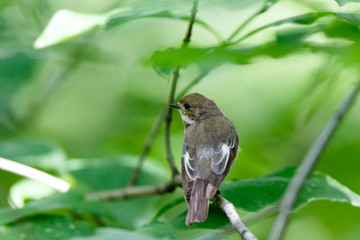 Pied Flycatcher (Ficedula hypoleuca).