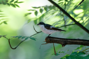 Pied Flycatcher (Ficedula hypoleuca).