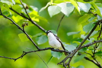 Pied Flycatcher (Ficedula hypoleuca).