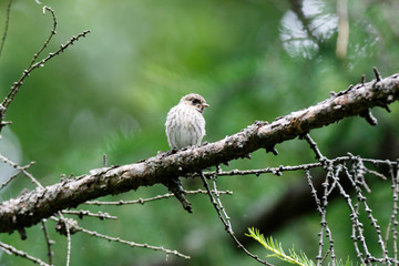Pied Flycatcher (Ficedula hypoleuca).
