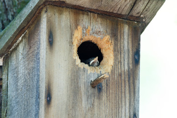 Pied Flycatcher (Ficedula hypoleuca).