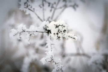frozen twig covered with ice crystals in winter in the mountains