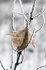 frozen twig covered with crystals of ice with a dead dry leaf in winter in the mountains