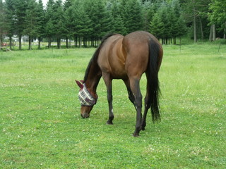 Obraz premium Thoroughbred Mare