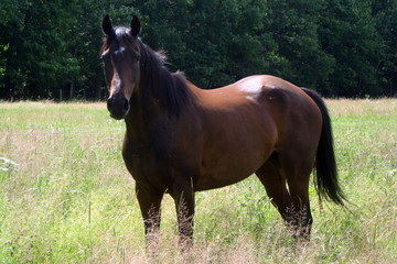 Fototapeta premium Thoroughbred Mare
