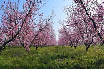Obraz premium The peach trees are in bloom in the garden.The road to peach orchard.Spring garden with flowering trees 
