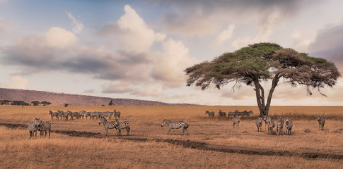 Zebra group in the serengeti national park,Tanzania 