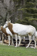 Oryx