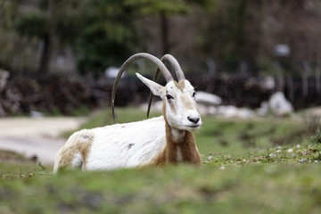 Scimitar oryx