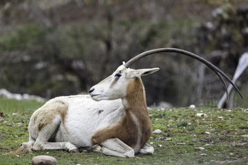 Scimitar oryx