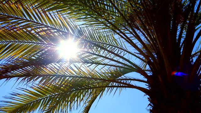 Sun shimmers through palm tree leaves on a clear summer day