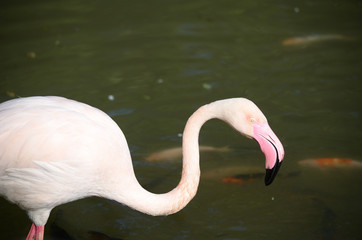 動物園のフラミンゴ