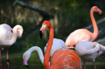 動物園のフラミンゴ