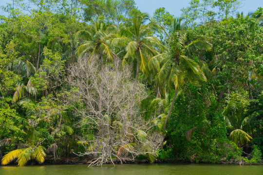 Coconut palms on the river bank.