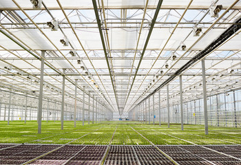 Perspective of long and wide glasshouse with growing seedlings of lettuce