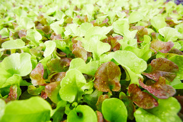 Background of fresh lettuce with waterdrops on leaves as part of plantation