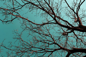 Walnut tree without leaves with blue sky in background