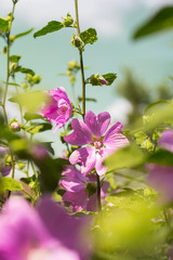 Pink Hollyhock blossoming in the daylight, beautiful garden flowers