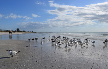 Gathering of sea gulls and other birds at shoreline, on sandy beach.