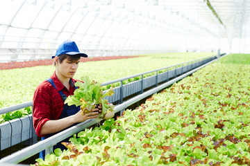 Young farmer looking at bunch of green lettuce in his hands while standing by plantation in hothouse