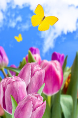 Bouquet of multicolored tulips